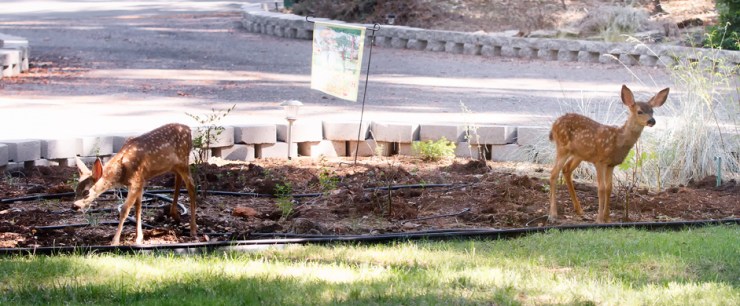 20120803-_MG_2995-Edit web