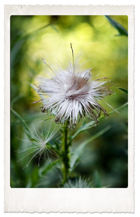 strawberry ice cream 2