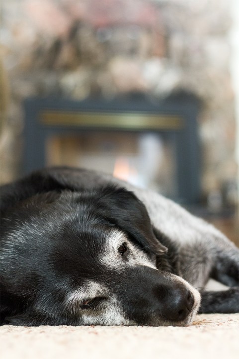 Obie naps in front of the fire