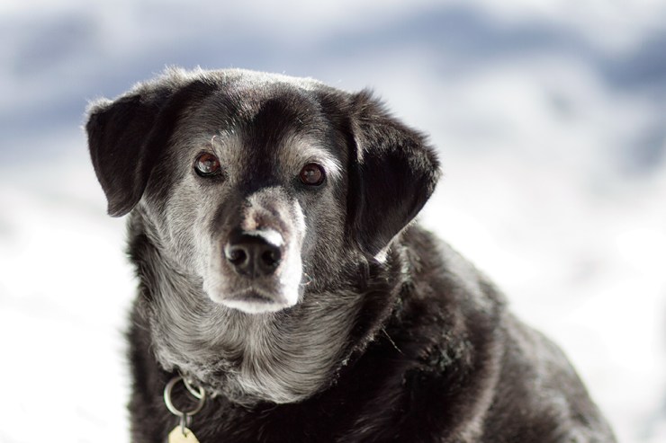 Wanna go for a walk?