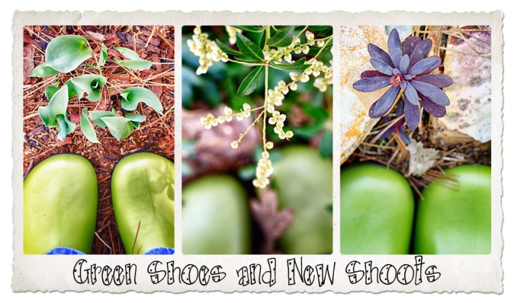 greenshoes_newshoots