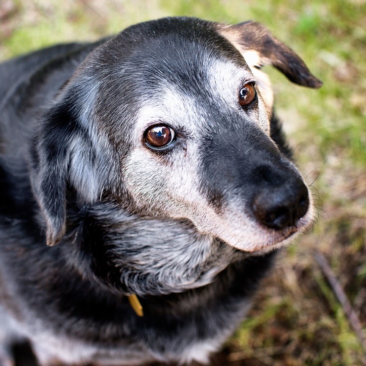 Obie, you are already adopted.