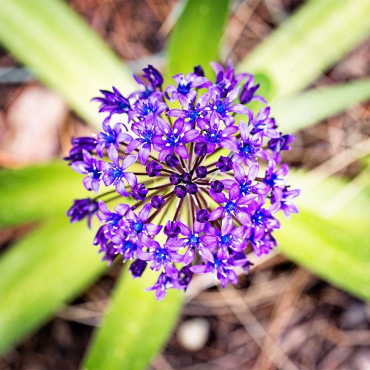 20130517-_LS_6161 sq web