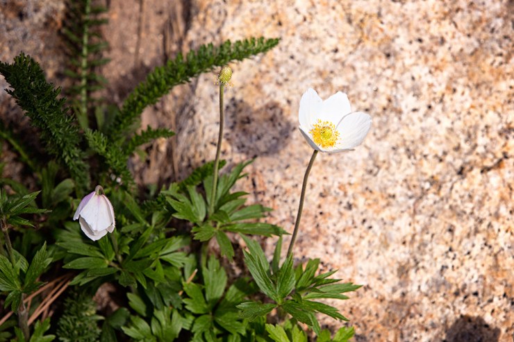 a pretty flower I found