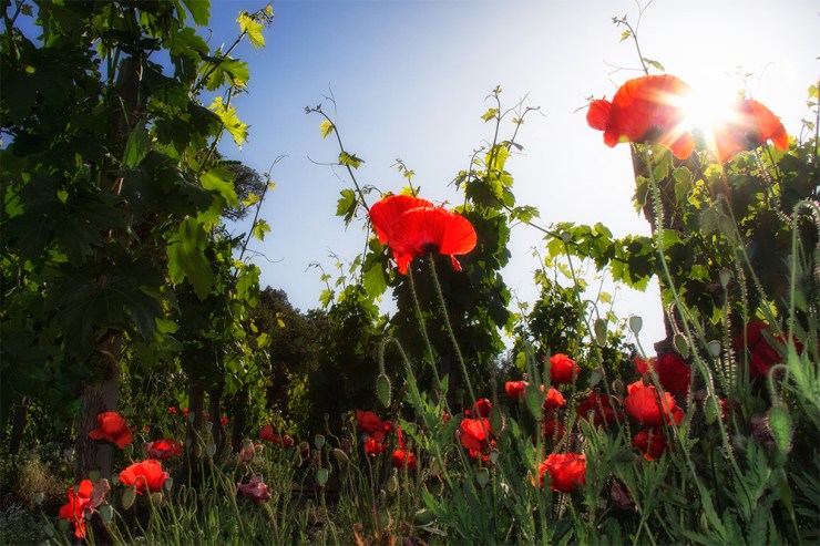 Poppies in Napa