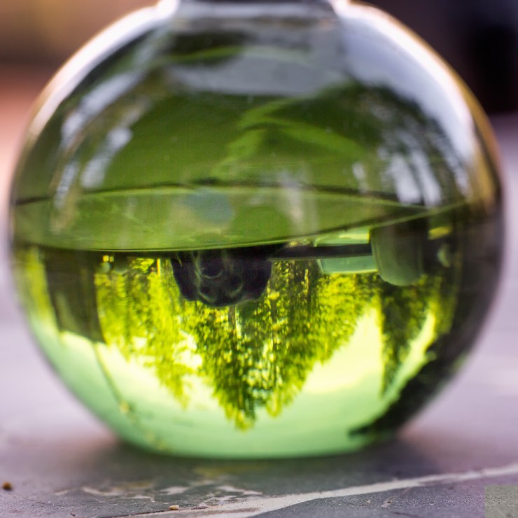 Obie in the martini glass