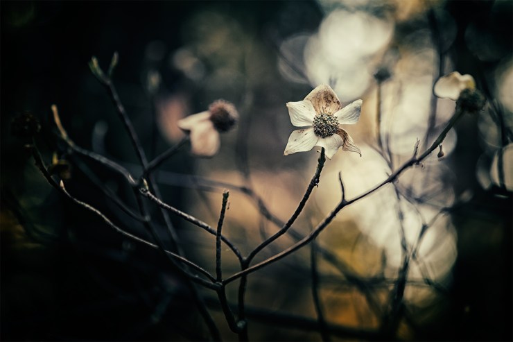 Scary dying Dogwood bloom