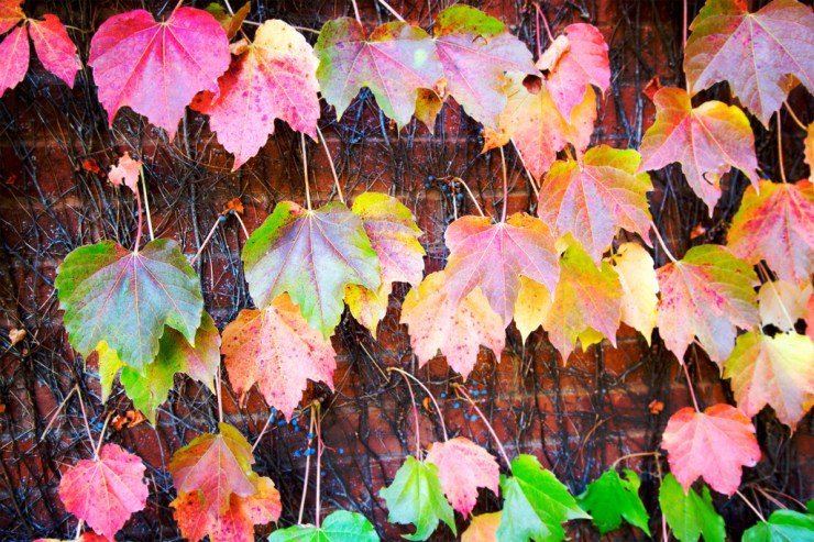 20131101-_LS_8040 web