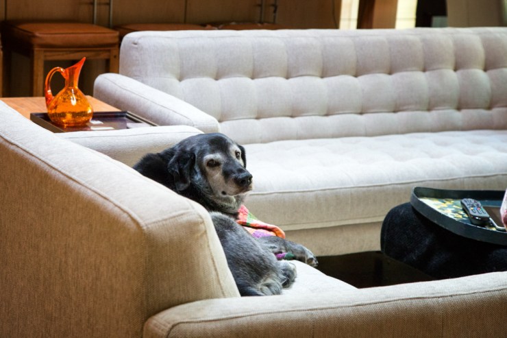 Obie T. Dogg making himself at home on my new couch