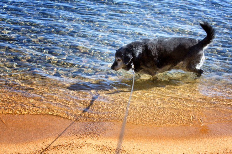 Obie T. wades around the lake, but never swims