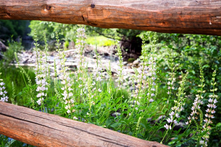 Flowers along a walk