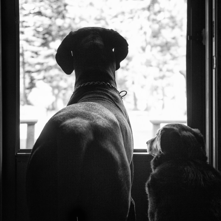 Nitro, the Great Dane, and Obie T. Dogg