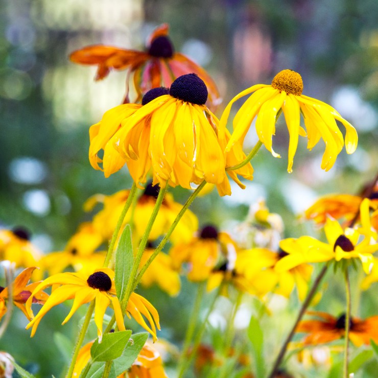 Fading flowers are still beautiful