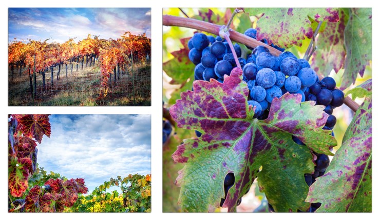 A little known California Wine Area