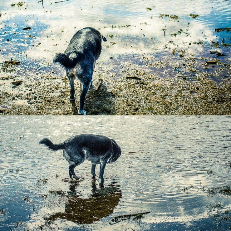 Obie T. getting a refreshing drink of water