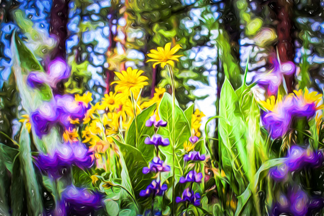 Skunk Cabbage and Lupines