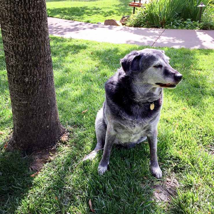 Obie T. Dogg, looking dapper and ever-vigilant.