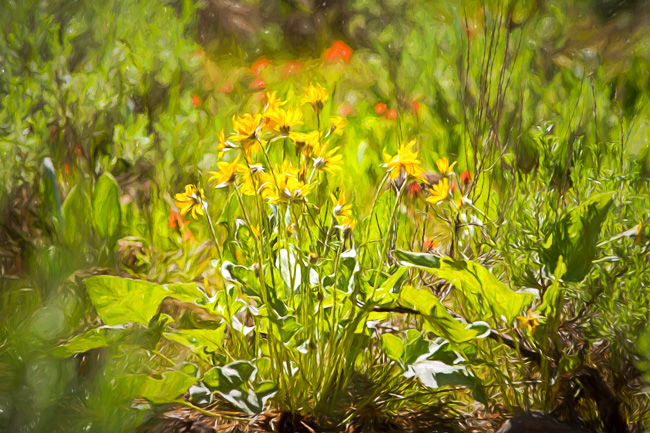 More Skunk Cabbage with Indian Paintbrush in the background