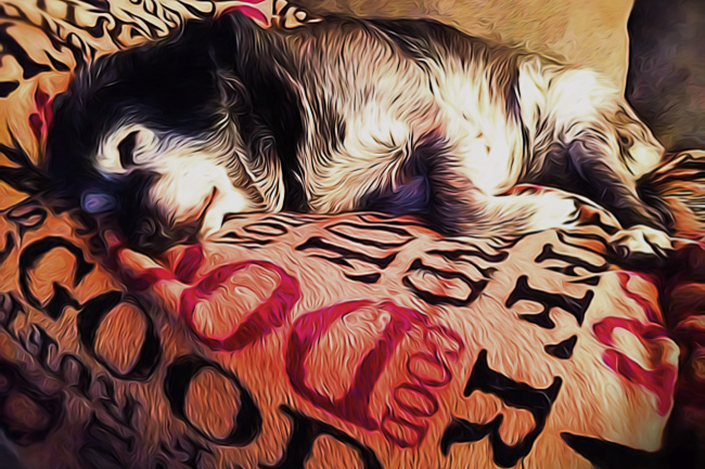 Obie T. Dogg out to the world