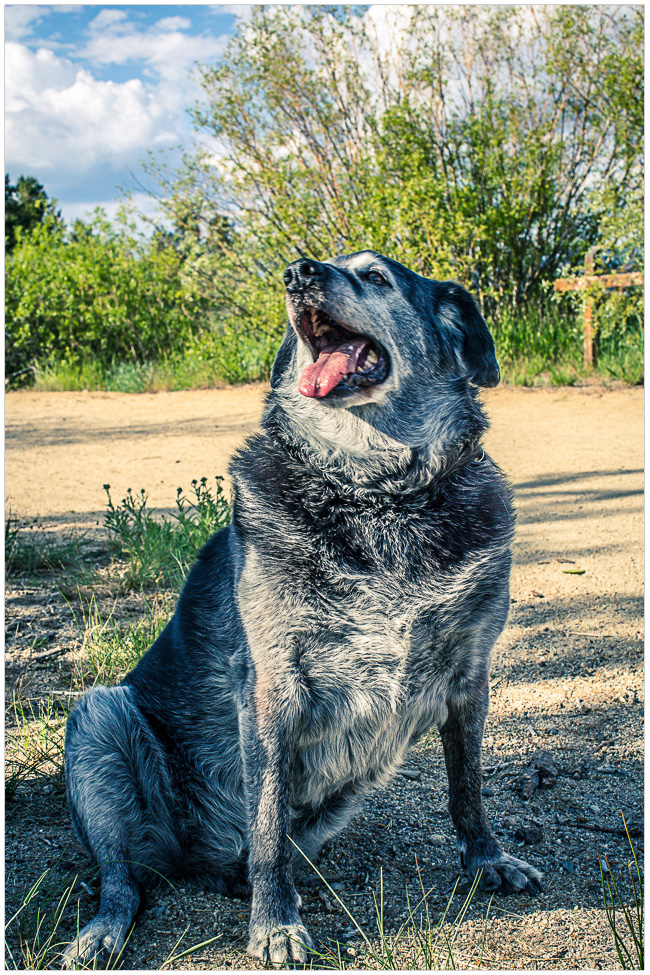 Obie T. Dogg loves Tahoe