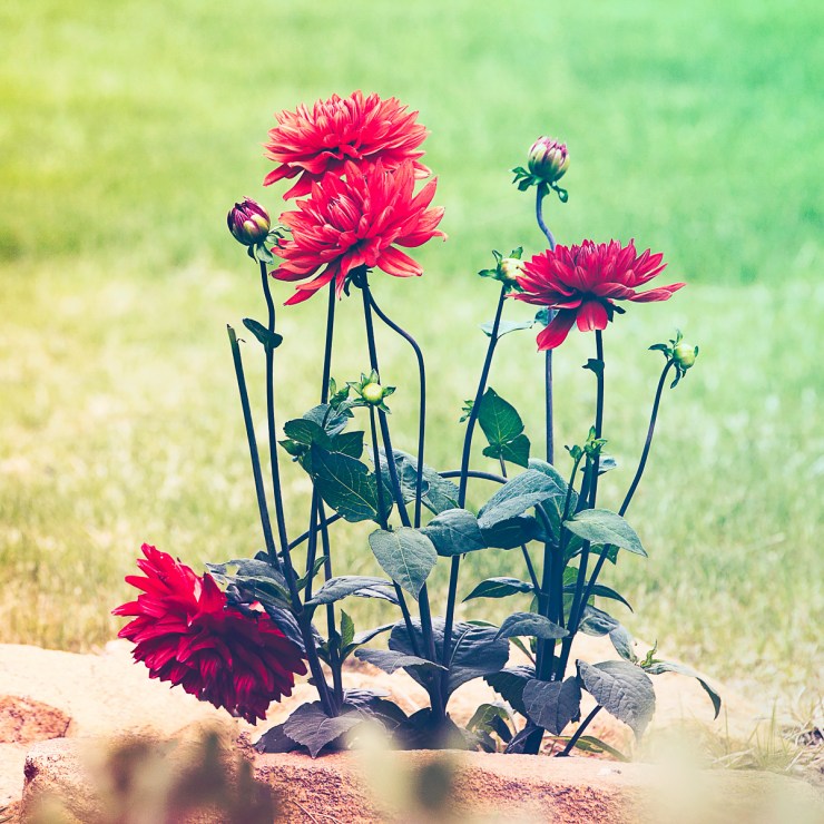 Salmon with Lemon, Basil and Caper Sauce 9