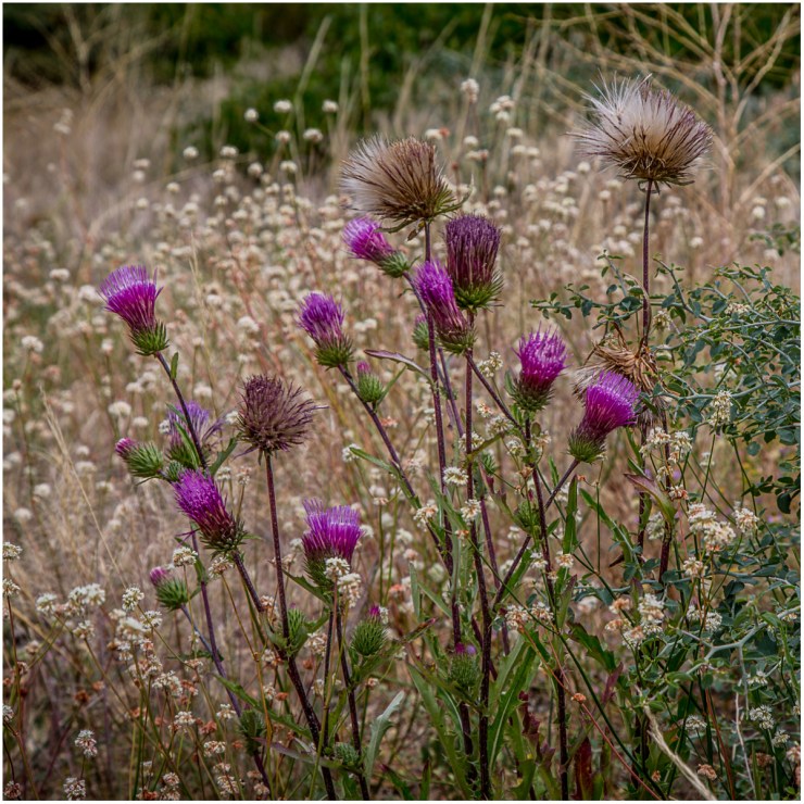 Thistles