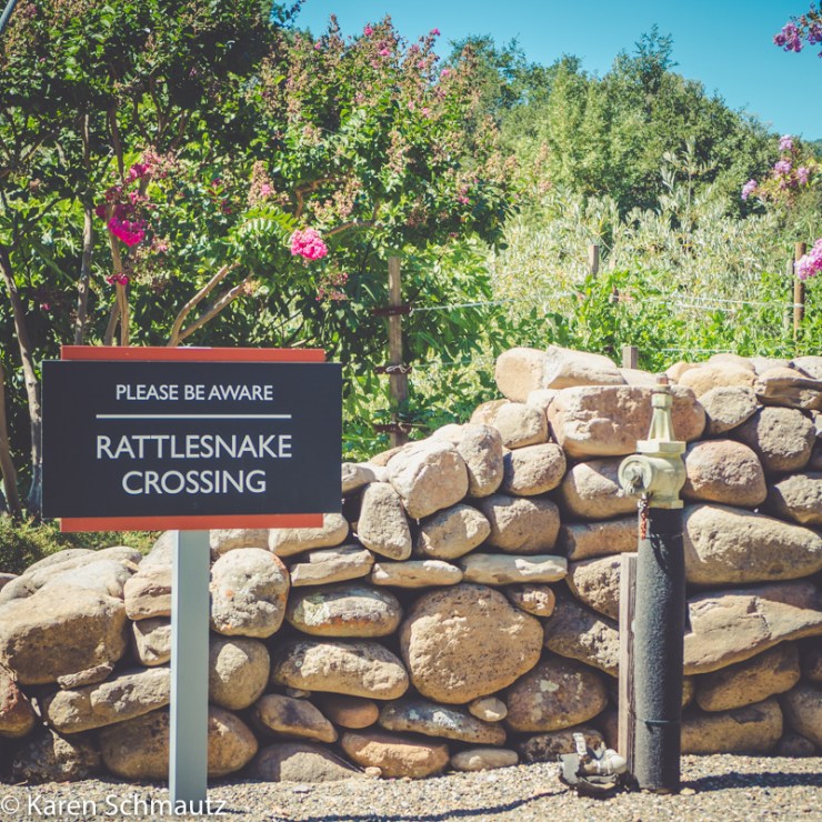 2017 Russian River Vacation-177YC blog.jpg